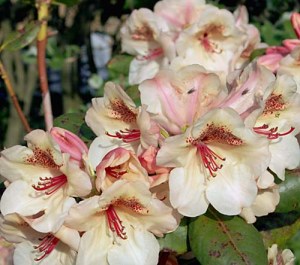 Rhododendron "Viscy"