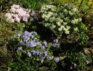 Rhododendron "Ginny Gee", Geiskii, "Blue Tit", Pemakoense