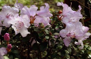 Rhododendron yungningiense