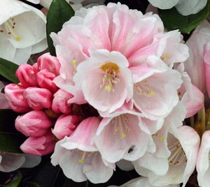 Rhododendron bureavii