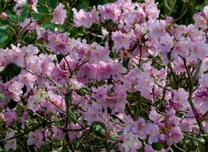 Rhododendron "Praecox"